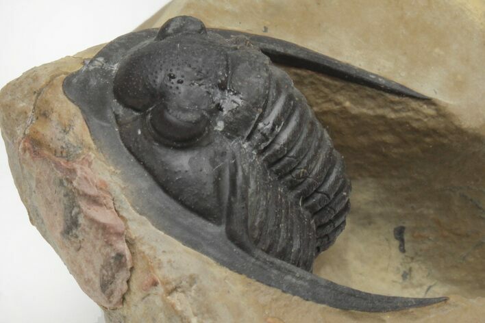 Diademaproetus Trilobite - Foum Zguid, Morocco #216513